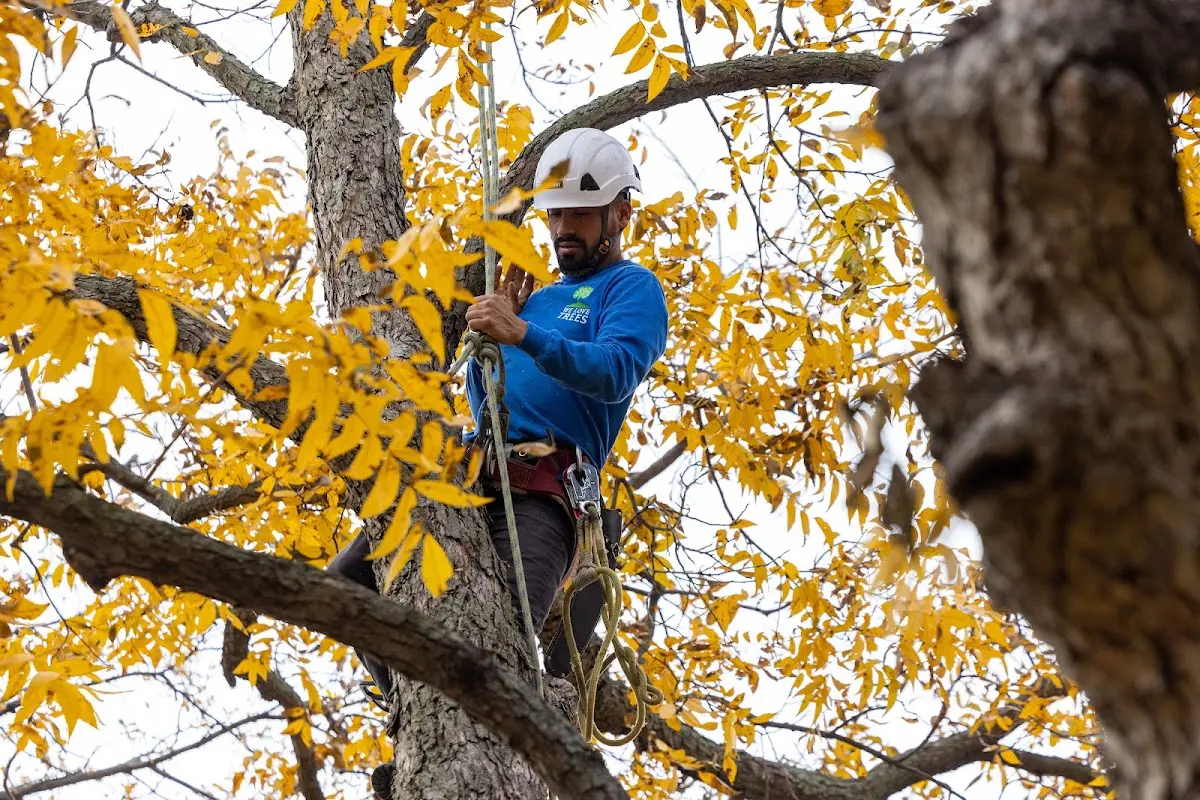 Skilled Tree Transplanting crew working in Madison